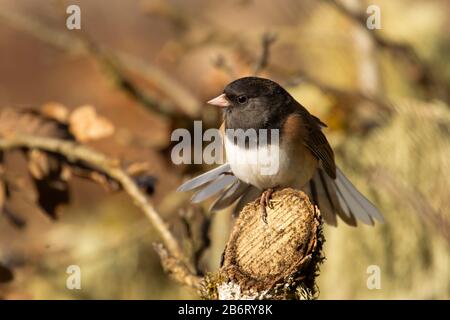 junco mit dunklen Augen (Junco hyemalis), William Finley National Wildlife Refuge, Oregon Stockfoto