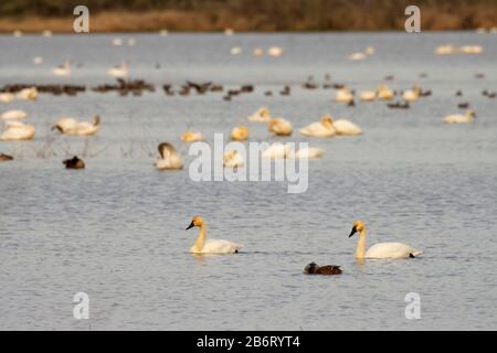 Tundra Swans (Cygnus cumbianus), William Finley National Wildlife Refuge, Oregon Stockfoto