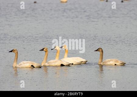 Tundra Swans (Cygnus cumbianus), William Finley National Wildlife Refuge, Oregon Stockfoto