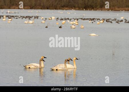 Tundra Swans (Cygnus cumbianus), William Finley National Wildlife Refuge, Oregon Stockfoto