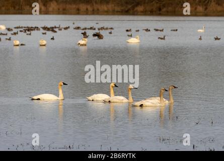 Tundra Swans (Cygnus cumbianus), William Finley National Wildlife Refuge, Oregon Stockfoto