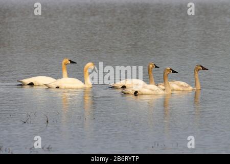 Tundra Swans (Cygnus cumbianus), William Finley National Wildlife Refuge, Oregon Stockfoto