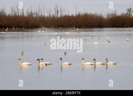 Tundra Swans (Cygnus cumbianus), William Finley National Wildlife Refuge, Oregon Stockfoto