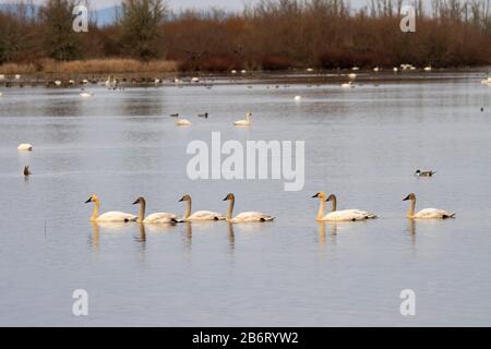 Tundra Swans (Cygnus cumbianus), William Finley National Wildlife Refuge, Oregon Stockfoto