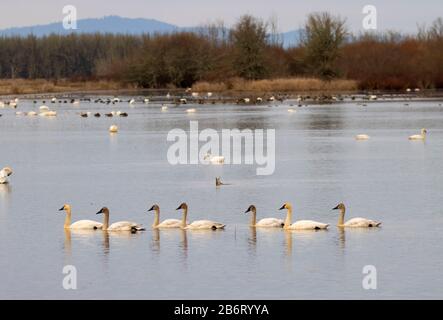 Tundra Swans (Cygnus cumbianus), William Finley National Wildlife Refuge, Oregon Stockfoto