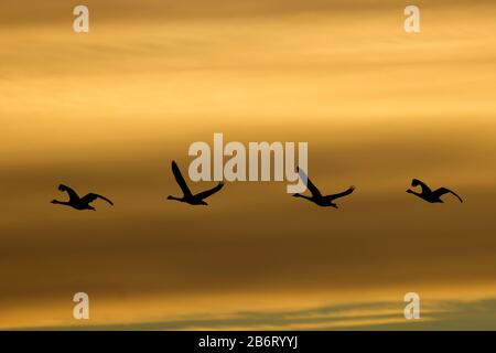 Tundra Swans (Cygnus cumbianus) Silhouette, William Finley National Wildlife Refuge, Oregon Stockfoto