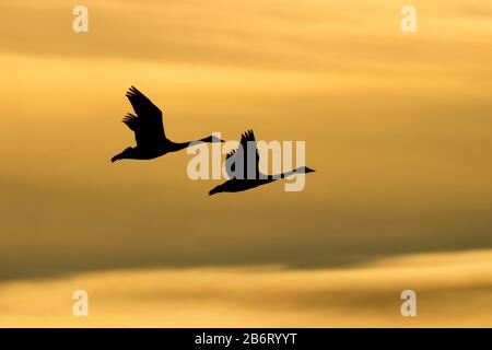 Tundra Swans (Cygnus cumbianus) Silhouette, William Finley National Wildlife Refuge, Oregon Stockfoto