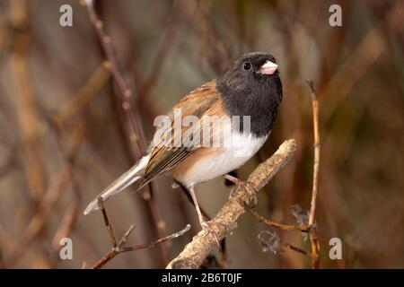 junco mit dunklen Augen (Junco hyemalis), William Finley National Wildlife Refuge, Oregon Stockfoto