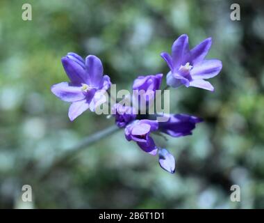 Makrofotografie von Purple Scorpion Weed Stockfoto