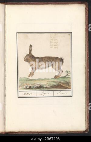 Haas (Lepus europaeus) Haeze Lepus Lievre (titel op object) Haas. Nummeriert oben rechts: 13. Der Name oben rechts in neun Sprachen. Teil des ersten Albums mit Zeichnungen von Quadrupeds. Erste zwölf Alben mit Zeichnungen von Tieren, Vögeln und Pflanzen sind um 1600 im Auftrag von Kaiser Rudolf II. Bekannt Mit Notizen auf Niederländisch, Latein und Frans. Hersteller : Künstler: Anselm Boëtius der Boodt-Künstler: Elias Verhulst Ort Herstellung: Künstler: Prager Künstler: Delft dating: 1596 - 1610 Physische Merkmale: Pinsel in Farbe und Farbe des Körpers, verstärkt mit weißem Körper, Handschrift-Stift braunes Material: P Stockfoto