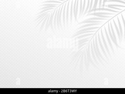 Der transparente Schattenüberlagerungseffekt. Tropisches Blatt. Mockup mit Überlagerung eines Palmblatt-Schatts. Vektorgrafiken Stock Vektor