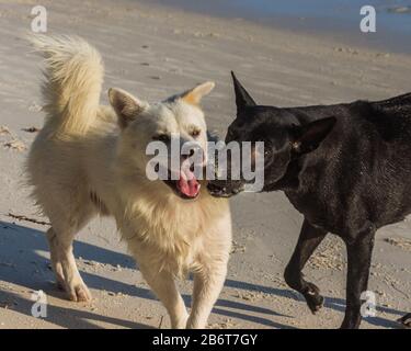 Am Strand spielen zwei Hunde Stockfoto