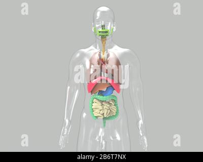 3D Render des menschlichen Herz-Anatomie-Systems Stockfoto