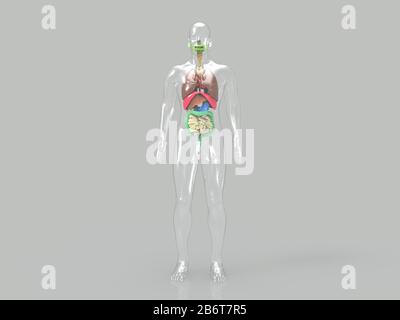 3D Render des menschlichen Herz-Anatomie-Systems Stockfoto