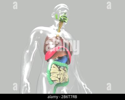 3D Render des menschlichen Herz-Anatomie-Systems Stockfoto