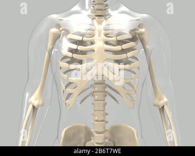 3D Render des menschlichen Herz-Anatomie-Systems Stockfoto