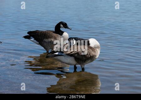 Ein Paar Kanadiergänse, die in einem flachen Wasser stehen, während man den Kopf über den Rücken streckt, während es seine Flügelfedern reinigt. Stockfoto