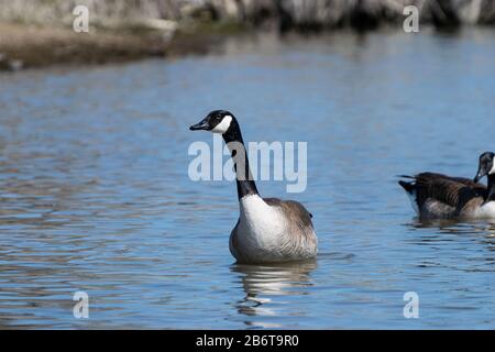 Kanadische Gans lehnen sich auf eine Seite ab, während sie an einem sonnigen Nachmittag im ruhigen Wasser eines Sees in der Nähe des Ufers schwimmt. Stockfoto