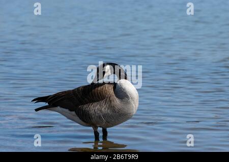 Einsame Kanadische Gans, die im flachen Wasser eines Sees steht und an einem sonnigen Nachmittag über die Schulter blickt. Stockfoto