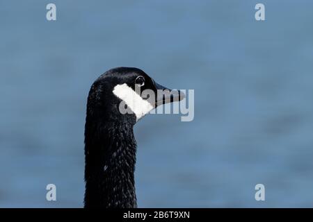 Das hochaufgeschlossene Profilporträt des schönen schwarzen Kopfes von Canada Goose mit seinem markanten weißen Kinnstreifen, der etwas in der distan ansieht Stockfoto