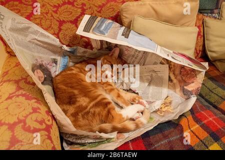 Ingwerkatze rollte in der Zeitung auf einem Sofa auf Stockfoto