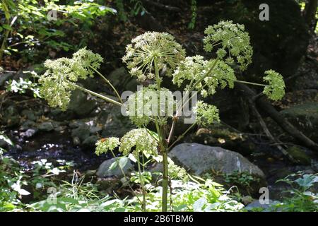 Angelica Sylvestris - Wild Plant Shot im Sommer. Stockfoto