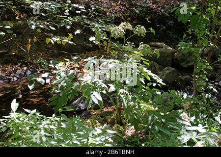 Angelica Sylvestris - Wild Plant Shot im Sommer. Stockfoto