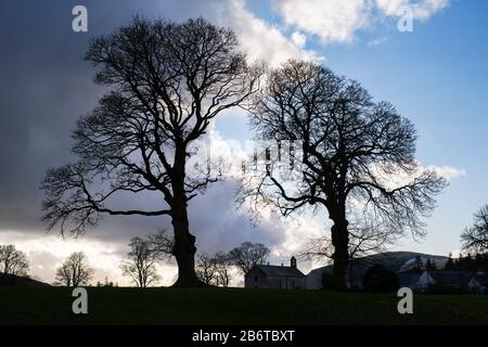 St. Ninias Kirche und Winterbäume. Lamington, South Lanarkshire, schottische Grenzen, Schottland Stockfoto