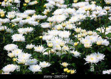Schön blühende weiße Chrysanthemum-Blumen Auf Dem Feld. Blumen mit grünen Blättern im Garten, Naturhintergrund Stockfoto