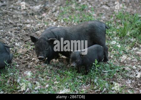 Vietnamesisches schwarzes Schwein mit Bast. Herbivore Schweine. Stockfoto
