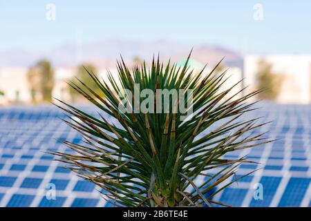 Nahaufnahme. Yucca Handfläche. Verschwommene elektrische Solaranlage und Anlage im Hintergrund. Stockfoto