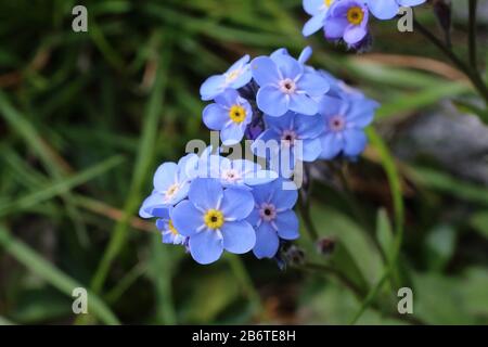 Myosotis alpestris - Wild Plant Shot im Sommer. Stockfoto