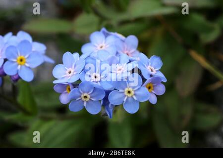 Myosotis alpestris - Wild Plant Shot im Sommer. Stockfoto