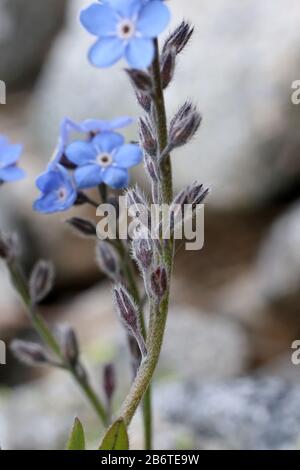 Myosotis alpestris - Wild Plant Shot im Sommer. Stockfoto