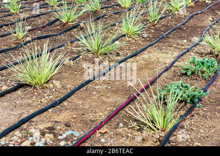 Installation des Tropfbewässerungssystems. Professionell und effizient konzipiertes Tropfbewässerungssystem spart Geld, spart Wasser und sorgt dafür, dass p Stockfoto