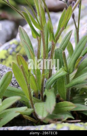 Myosotis alpestris - Wild Plant Shot im Sommer. Stockfoto