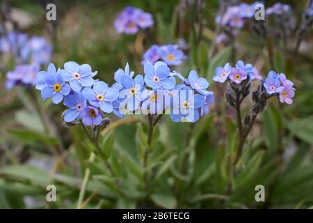 Myosotis alpestris - Wild Plant Shot im Sommer. Stockfoto