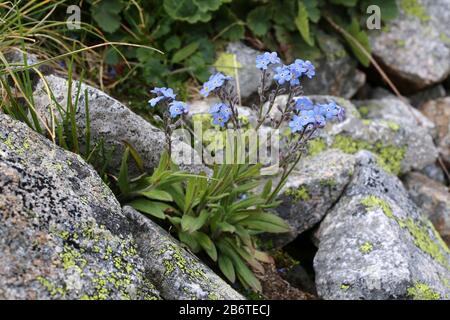 Myosotis alpestris - Wild Plant Shot im Sommer. Stockfoto