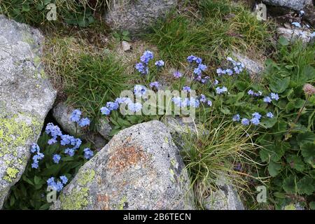 Myosotis alpestris - Wild Plant Shot im Sommer. Stockfoto