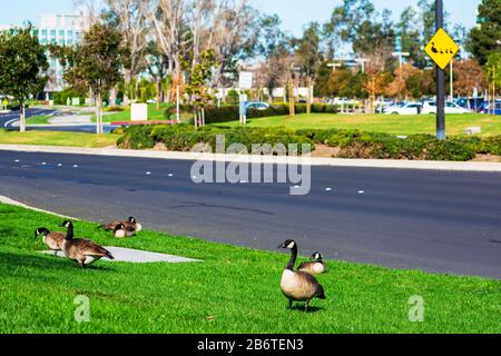 Erwachsene Kanadische Gans ruhen auf dem grünen Gras neben der städtischen Straße. Schild mit verschwommener Gans und Gosslings Crossing im Hintergrund. Urbane Tierwelt schlängelt sich an Stockfoto