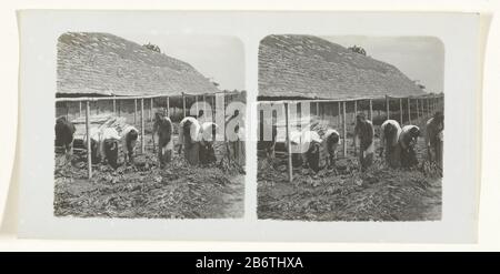 Het drogen van tabaksbladessen S 9 Nr. 97 Het drogen van tabaksbladen (titel op object) The drying of Tobacco leaf kindrens 9 97. Keine trocknenden Tabakblätter. (Titel-Objekt) Objekttyp: Stereo-Bild Objektnummer: RP-F-2001-17-220 Aufschriften / Marken: Titel, rückwärts: S 9 Nr. 97. Die Trocknung von Tabaksbladern.'signatuur, rechte Seite auf Pappe, im Erleichterung gedruckt, ' Neville Keasberry, Malang (Java)' Beschreibung: Frauen verteilen Tabakblätter auf dem Boden, damit sie abrogen können. Hersteller : Fotograf: Neville KeasberryPlaats Herstellung: Malang (möglich) Vom: 1900 - 1935 Körperliche Meisterleistung Stockfoto