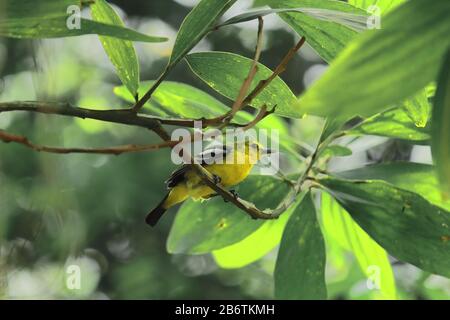 Schöne männliche Iora (Ägithina tiphia) auf einem Zweig, Landschaft von westbengalen, indien Stockfoto