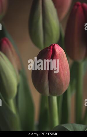 Rote Tulpen blühen noch dicht auf Stockfoto