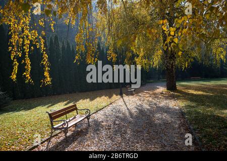 Bänke an der Parkstraße mit Laub. Gelbe Birken im Vordergrund. Stockfoto