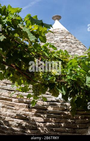 Weinreben auf dem Stein Dach von Trulli in Alberobello, Italien. Der Baustil ist spezifisch für die murge Bereich der italienischen Region ein Stockfoto