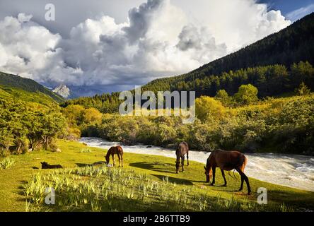 Pferdeherde füttern in der Nähe des Flusses in der Karakol-Schlucht in den Bergen von Kirgisistan, Zentralasien Stockfoto