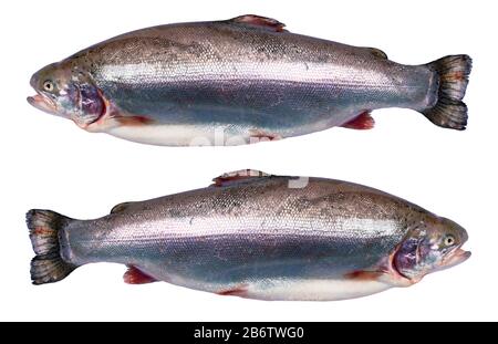 Regenbogenforelle Fische auf weißem Hintergrund. Frischen Forellen auf einem weißen mit Freistellungspfad isoliert. Frische ganze Regenbogenforellen. Der leere Raum für t Stockfoto