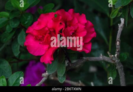 Azalea. Eine schön blühende Pflanzenart aus der Gattung Rhodendron. Stockfoto