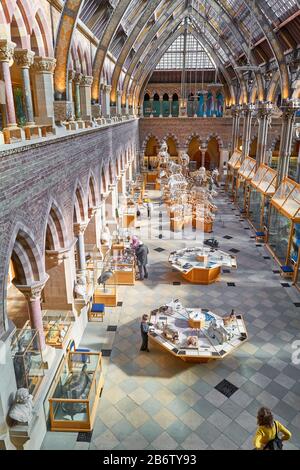 Ausstellungen im Erdgeschoss des Oxford University Natural History Museum, England. Stockfoto