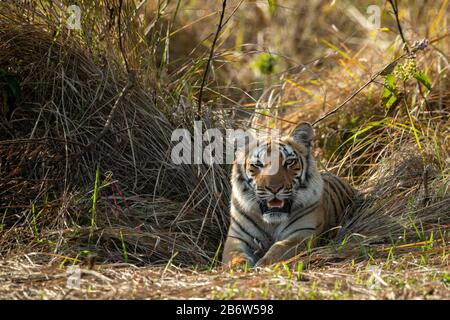 Wild Tiger Cub Portrait im Jim Corbett National Park oder Tiger Reserve, Uttarakhand, indien - Panthera Tigris Stockfoto